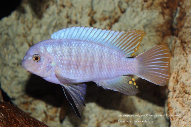 Labeotropheus fuelleborni Chimwalani Reef 