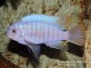 Labeotropheus fuelleborni Chimwalani Reef 