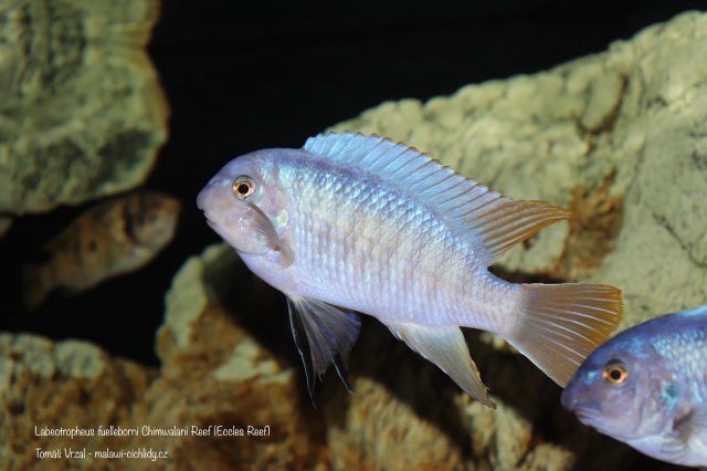 Labeotropheus fuelleborni Chimwalani Reef 