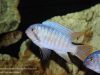 Labeotropheus fuelleborni Chimwalani Reef 