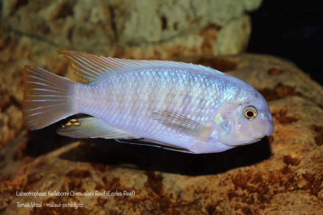 Labeotropheus fuelleborni Chimwalani Reef 