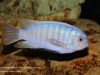 Labeotropheus fuelleborni Chimwalani Reef 