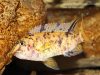 Labeotropheus fuelleborni Chimwalani Reef (OB samice)