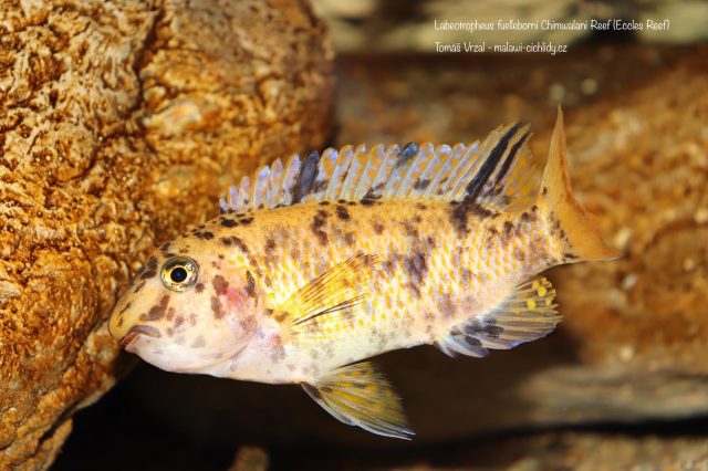 Labeotropheus fuelleborni Chimwalani Reef (OB samice)