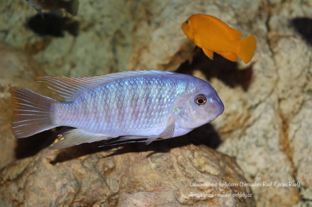 Labeotropheus fuelleborni (13)