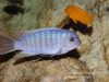 Labeotropheus fuelleborni (13)