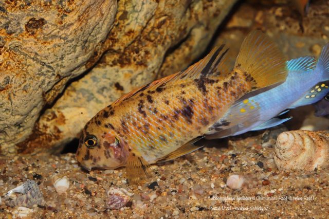 Labeotropheus fuelleborni Chimwalani Reef (OB samice)