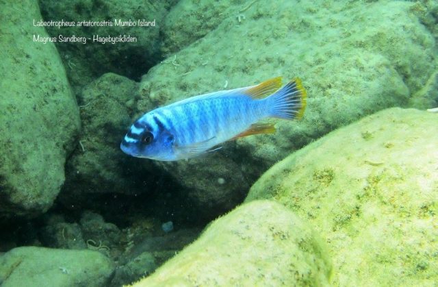 Labeotropheus artatorostris