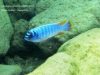 Labeotropheus artatorostris