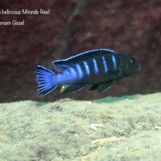 Chindongo bellicosus