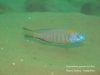Nyassachromis prostoma