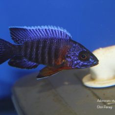 Aulonocara stuartgranti