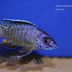 Aulonocara stuartgranti
