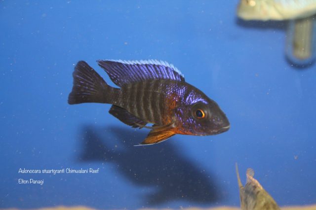 Aulonocara stuartgranti Chimwalani Reef