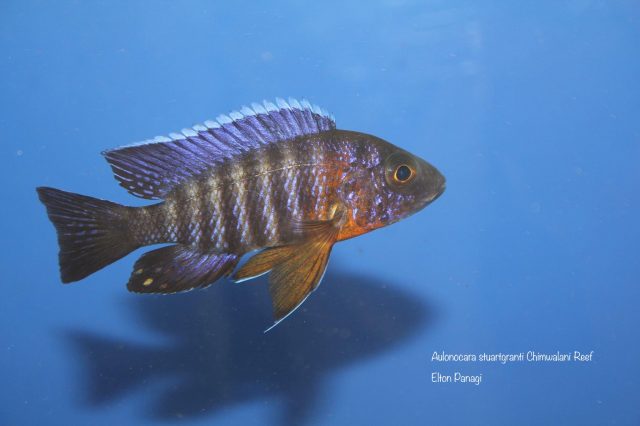 Aulonocara stuartgranti Chimwalani Reef