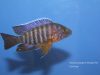 Aulonocara stuartgranti Chimwalani Reef