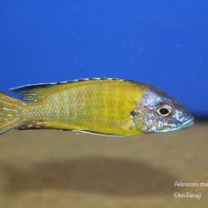 Aulonocara stuartgranti