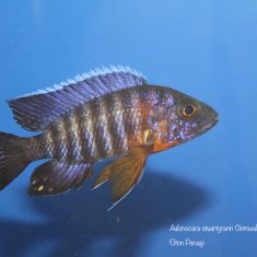 Aulonocara stuartgranti