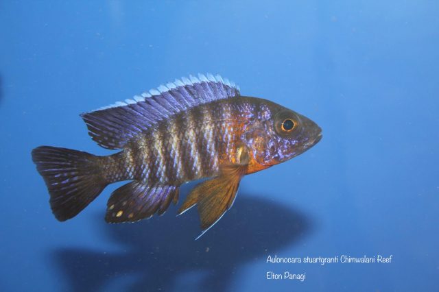 Aulonocara stuartgranti
