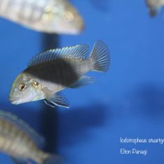 Iodotropheus