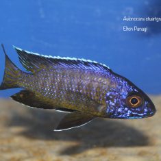 Aulonocara stuartgranti