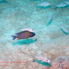 Aulonocara sp. ‚chitande type north‘