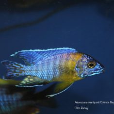 Aulonocara stuartgranti
