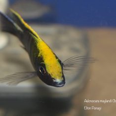 Aulonocara maylandi