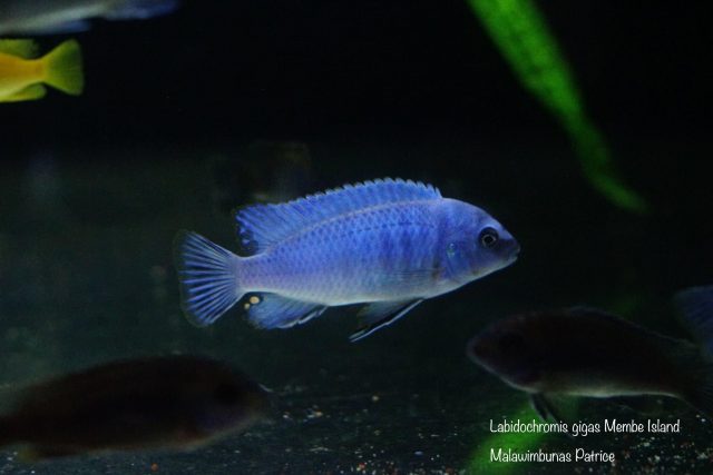 Labidochromis gigas Membe Island