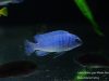 Labidochromis gigas Membe Island