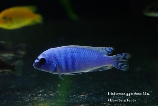 Labidochromis gigas