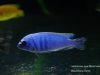 Labidochromis gigas