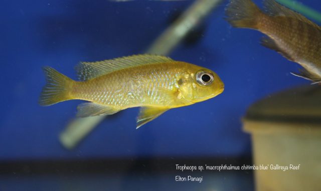 Tropheops sp. 'macrophthalmus chitimba blue'
