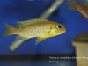 Tropheops sp. 'macrophthalmus chitimba blue'