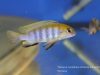 Tropheops sp. 'macrophthalmus chitimba blue'