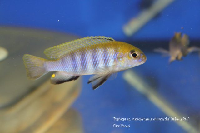 Tropheops sp. 'macrophthalmus chitimba blue'