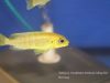 Tropheops sp. 'macrophthalmus chitimba blue'