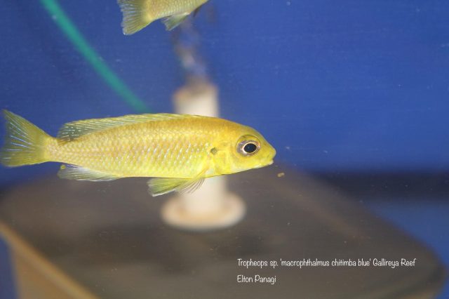 Tropheops sp. 'macrophthalmus chitimba blue'