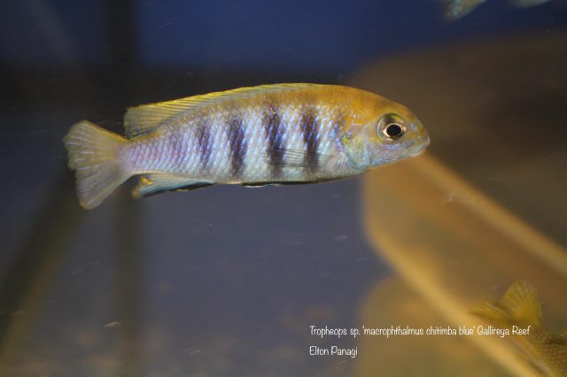 Tropheops sp. 'macrophthalmus chitimba blue'