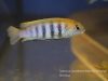 Tropheops sp. 'macrophthalmus chitimba blue'