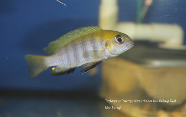 Tropheops sp. 'macrophthalmus chitimba blue'