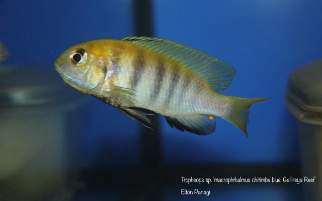 Tropheops sp. &#8218;macrophthalmus&#8216;