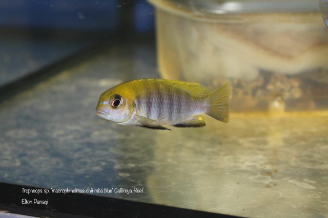 Tropheops sp. 'macrophthalmus chitimba blue'