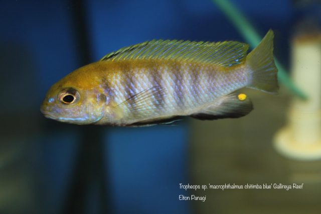 Tropheops sp. 'macrophthalmus chitimba blue'