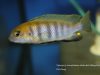 Tropheops sp. 'macrophthalmus chitimba blue'