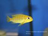 Tropheops sp. 'macrophthalmus chitimba blue'