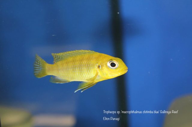 Tropheops sp. 'macrophthalmus chitimba blue'