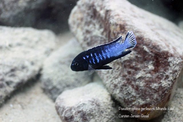 Pseudotropheus perileucos