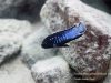 Pseudotropheus perileucos