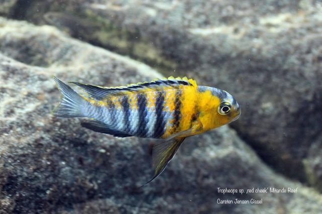 Tropheops sp. ‚red cheek‘ Mitande